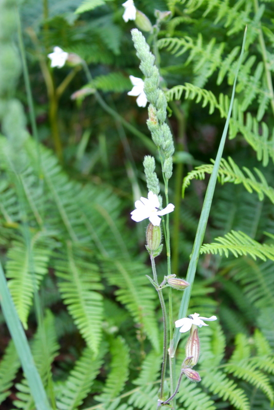 Campi Flegrei - Silene alba e vulgaris